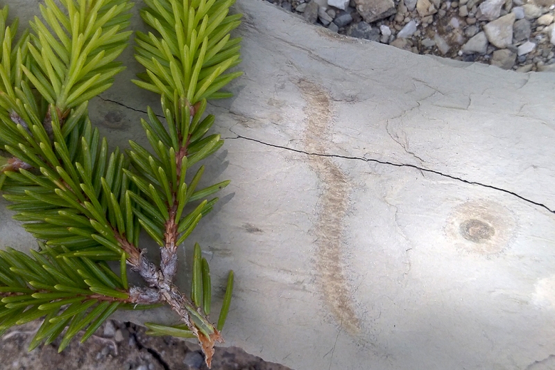 ?Annelid trail