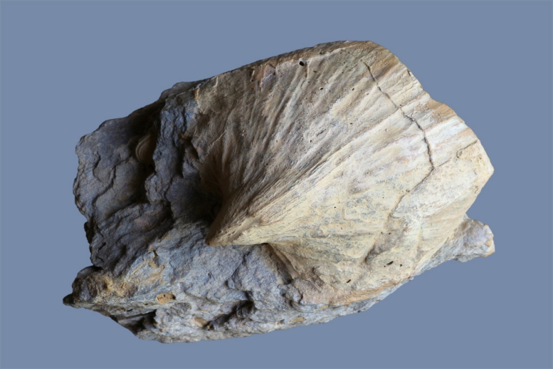 Martinia sp.