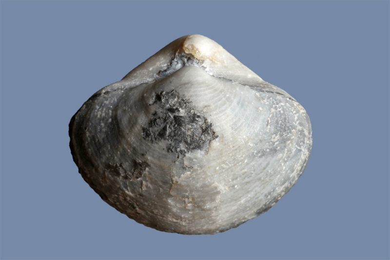 Mentzellia sp.