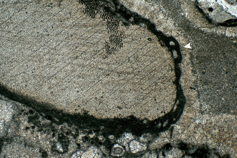 Micrite Foraminifera on Echinoderm