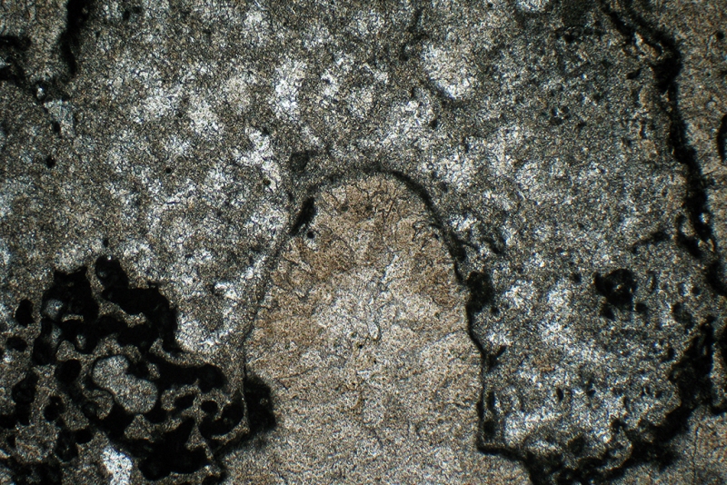 Micrite Foraminifera Sponge Infiltration
