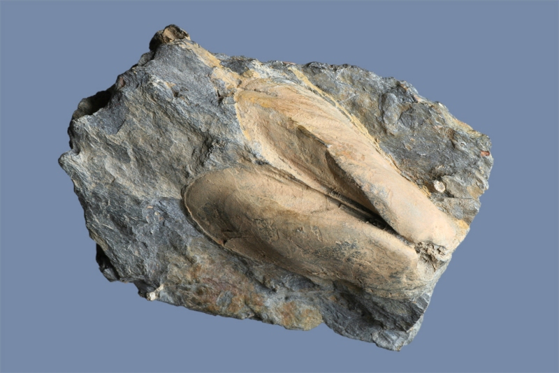 Nemodon paleozoicus