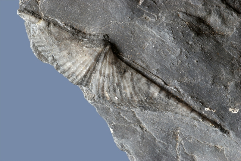 Neospirifer sp.