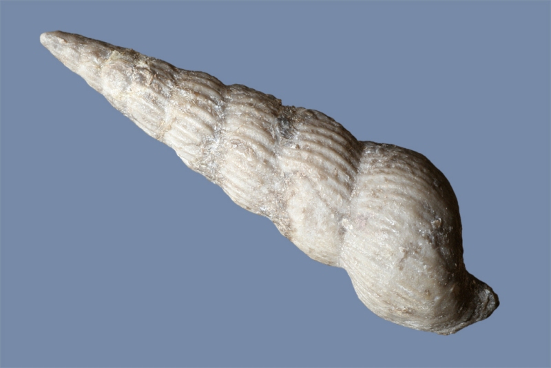 ?Palaeozygopleura sp.