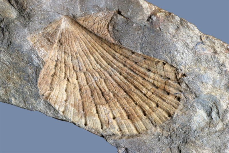 Paradoxipecten magolici