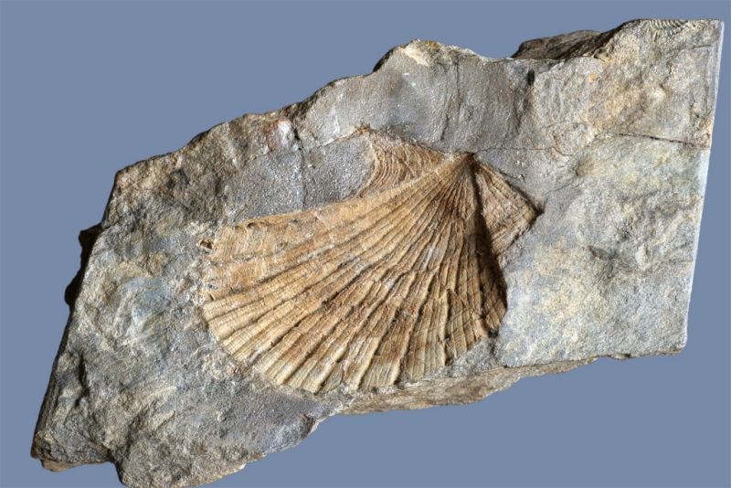 Paradoxipecten magolici