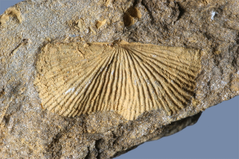 Paramesolobus sp.