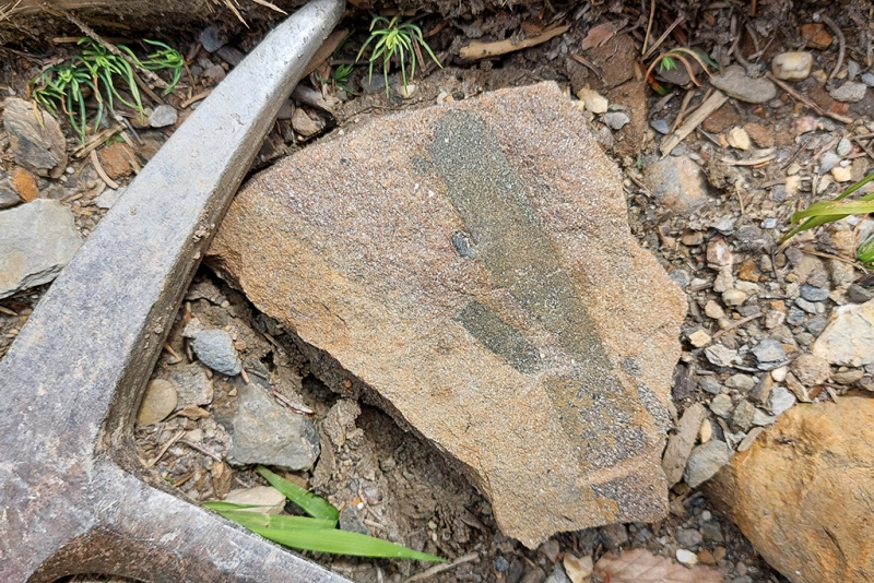Plant Remnant in Feldspathic Sandstone