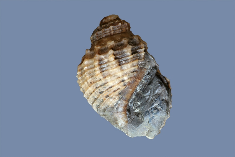 Pyrgulifera gradata