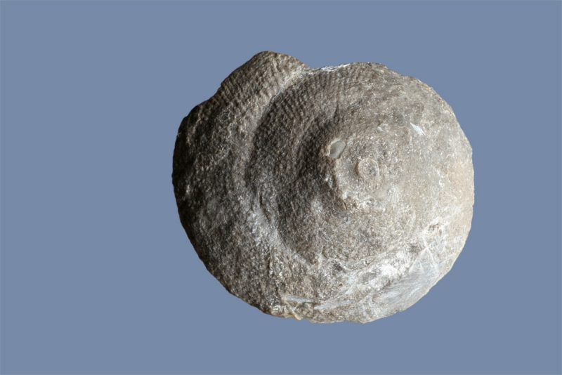 Sallya sp.