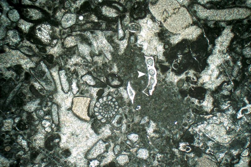 Sesile Foraminifera