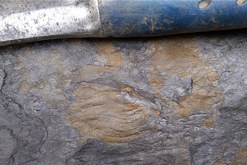 Strophomenid on Shale