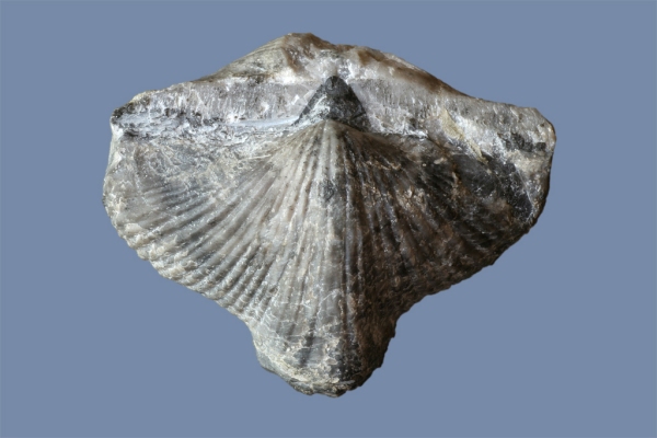 Cyrtella sp.