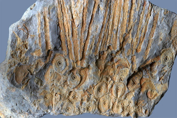 Echinocrinus sp.