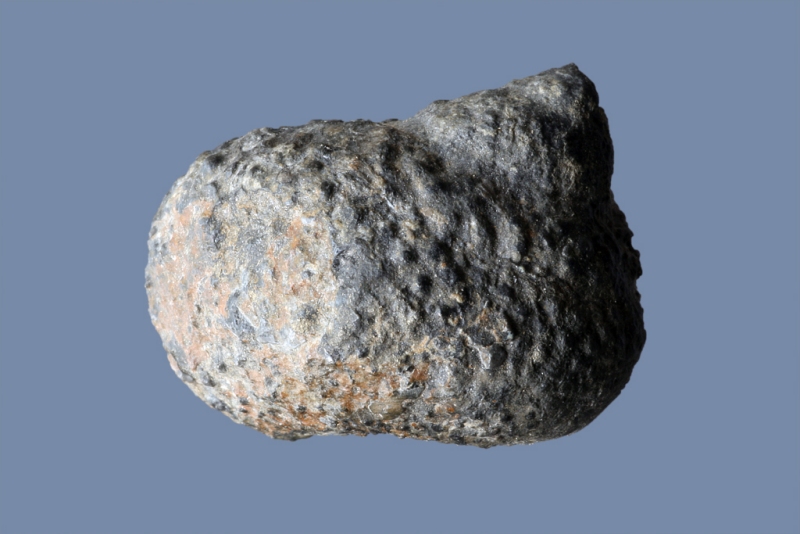 Trachydomia sp.